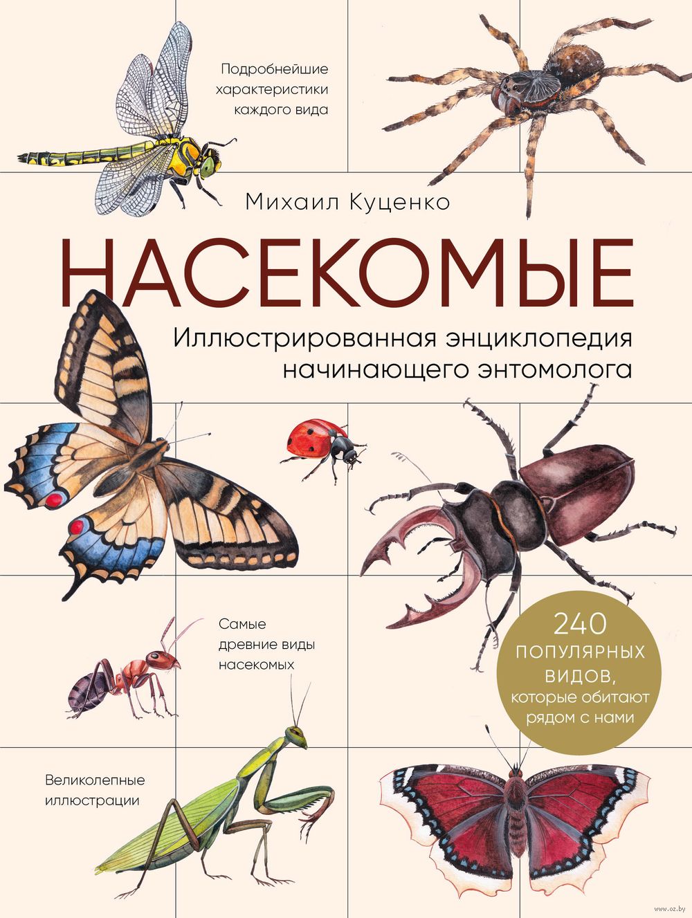 Насекомые. Иллюстрированная энциклопедия начинающего энтомолога. 240  популярных видов, которые обитают рядом с нами Михаил Куценко - купить  книгу Насекомые. Иллюстрированная энциклопедия начинающего энтомолога. 240  популярных видов, которые обитают ...