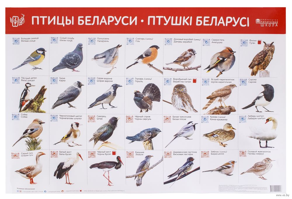 Раскраски зимующие птицы 🎨 распечатать бесплатно, скачать для детей