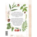 Деревья. Атлас-определитель — фото, картинка — 6