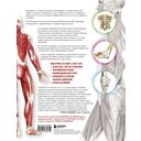 Анатомия растяжки. Иллюстрированное руководство для развития гибкости мышц и подвижности суставов — фото, картинка — 15