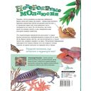 Невероятные моллюски — фото, картинка — 1