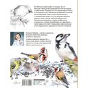 Птицы в городе. 25 историй в фактах и рисунках — фото, картинка — 1