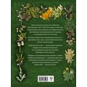 Дары русского леса. Грибы, ягоды и целительные растения — фото, картинка — 11