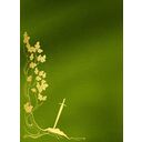 Настоящие сказки братьев Гримм — фото, картинка — 28