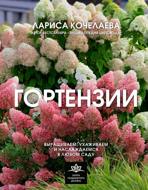 Гортензии. Выращиваем, ухаживаем и наслаждаемся в любом саду — фото, картинка